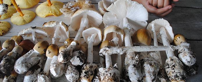 All About Mushrooms