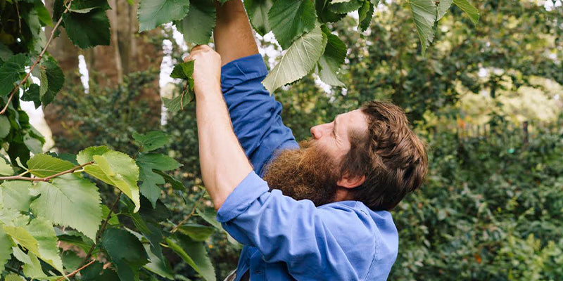 A Guide to Foraging with Wross the Forager