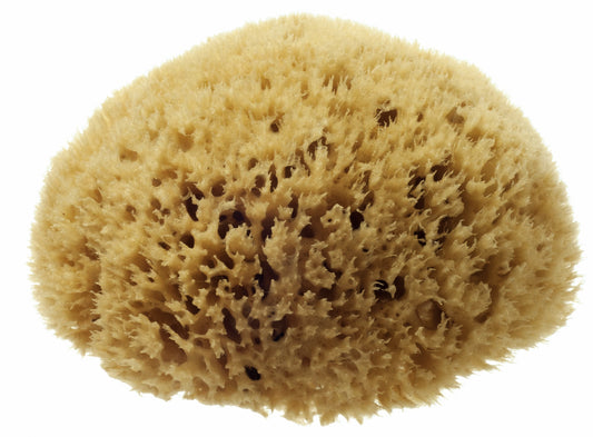 Hydrea Natural Honeycomb Sea Sponge each