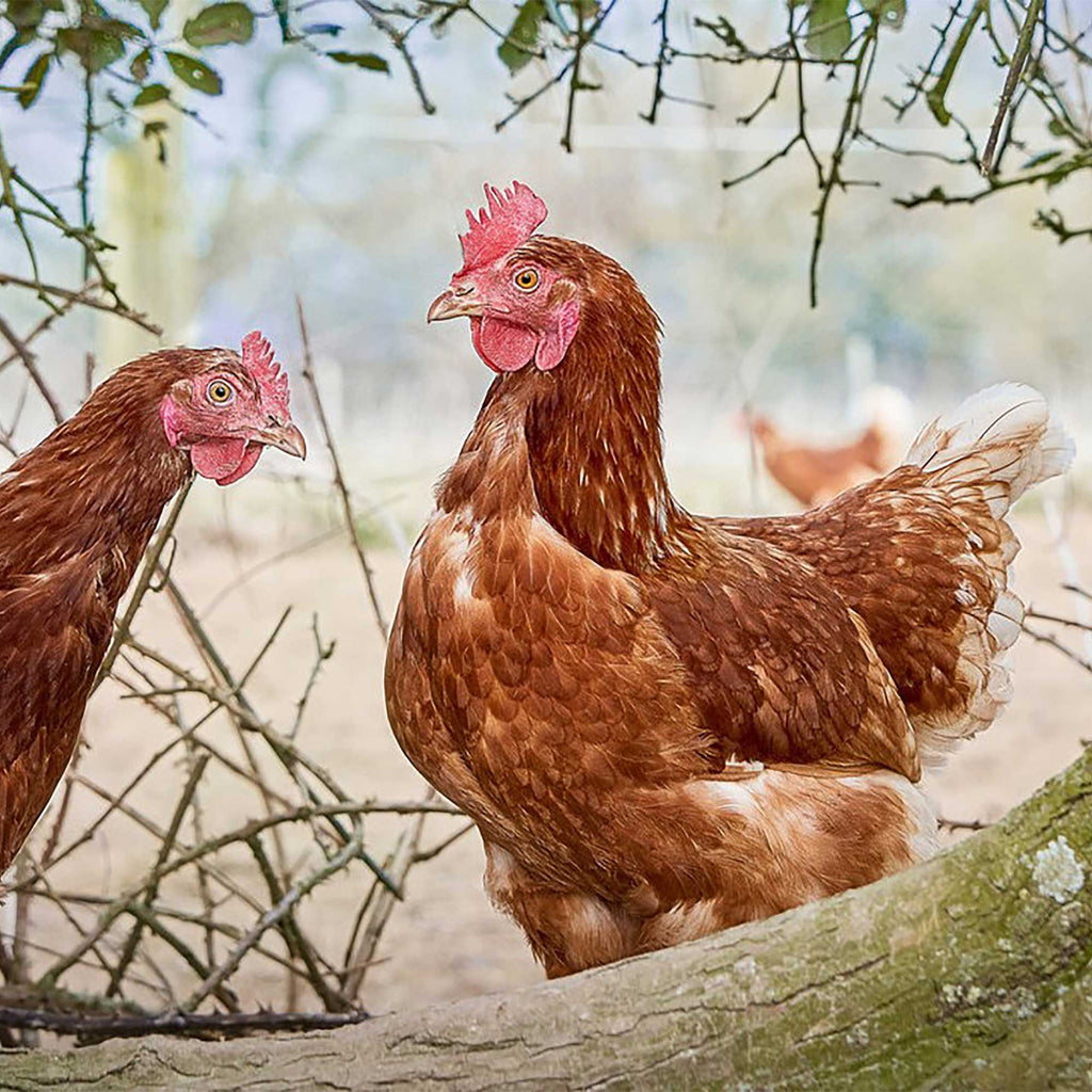 Rookery Large Eggs 6 pack