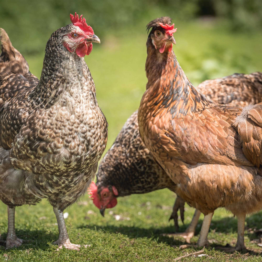 Rookery Large Eggs 6 pack